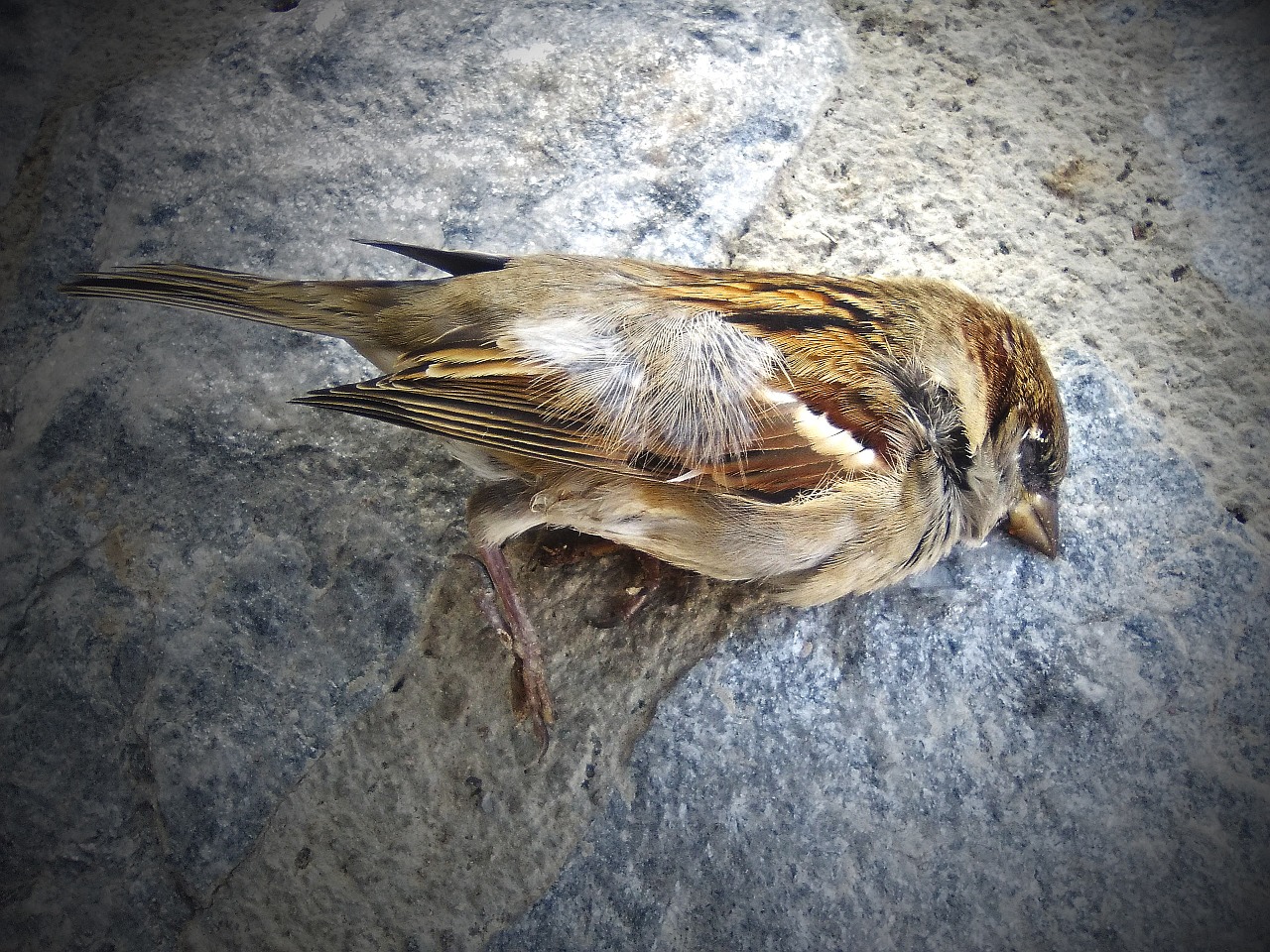 sparrow dead bird metaphor free photo