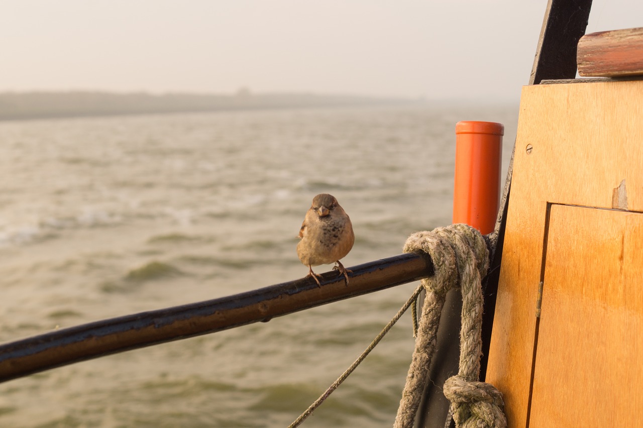 sparrow sea boat free photo