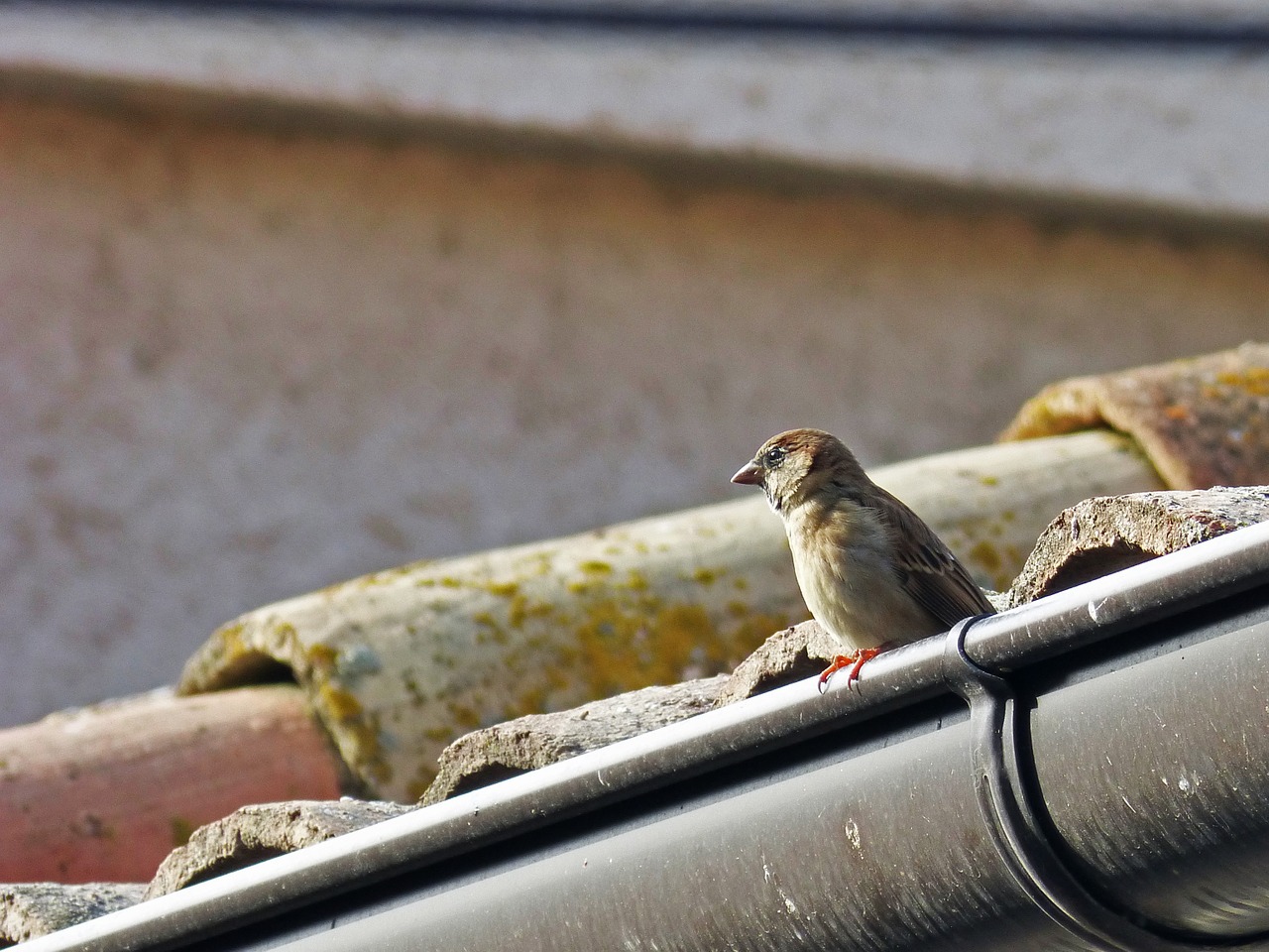 sparrow roof drain free photo