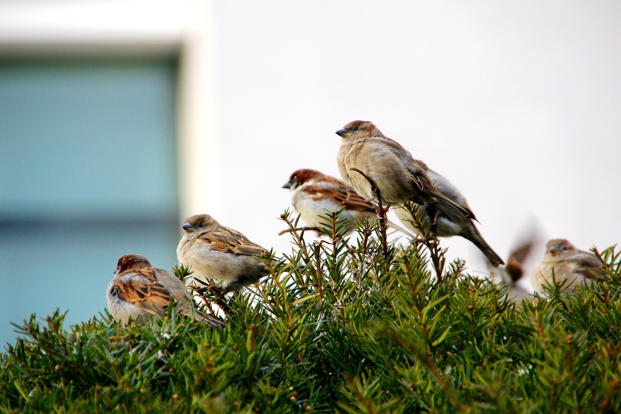 sparrow songbird sperling free photo