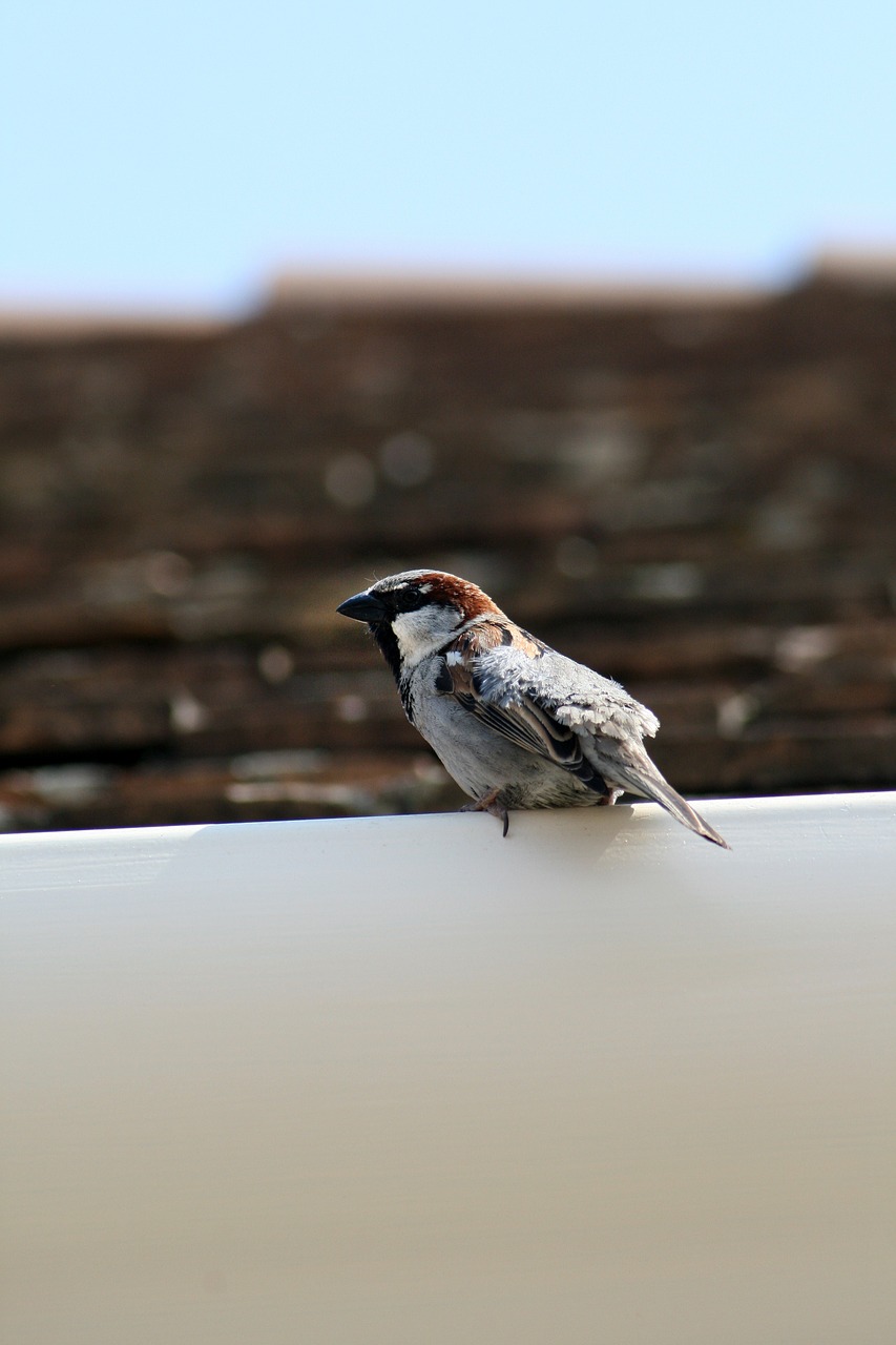 sparrow bird nature free photo