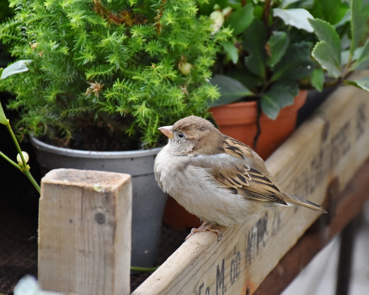 sparrow sperling house sparrow free photo