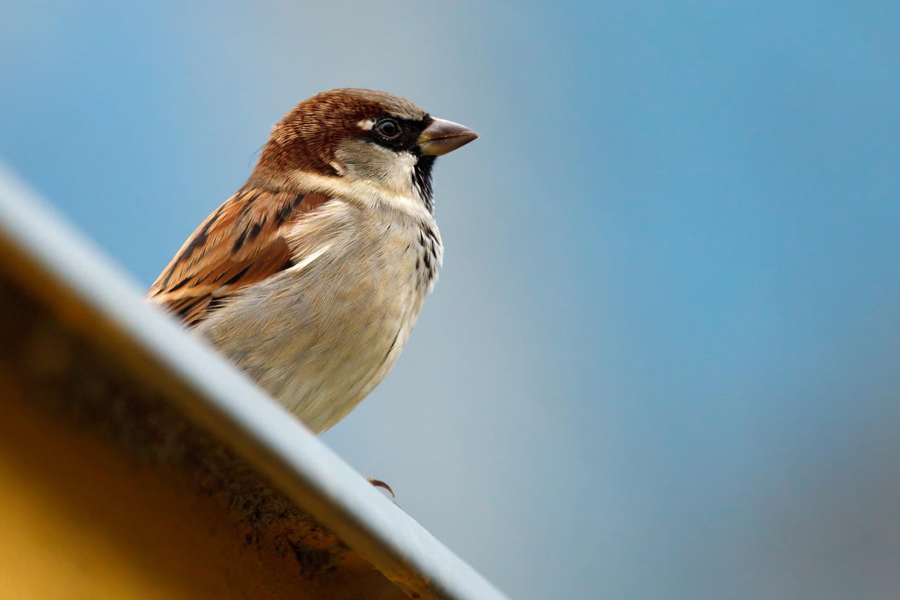 animal bird brown free photo