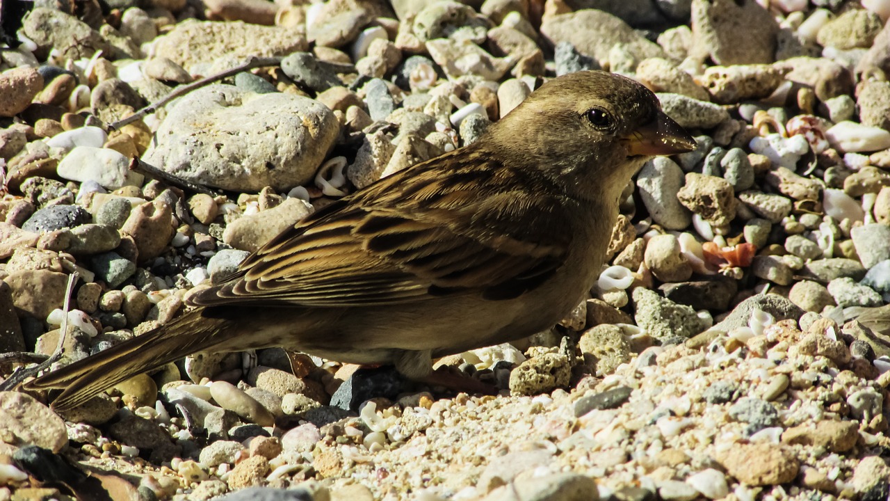 sparrow bird animal free photo