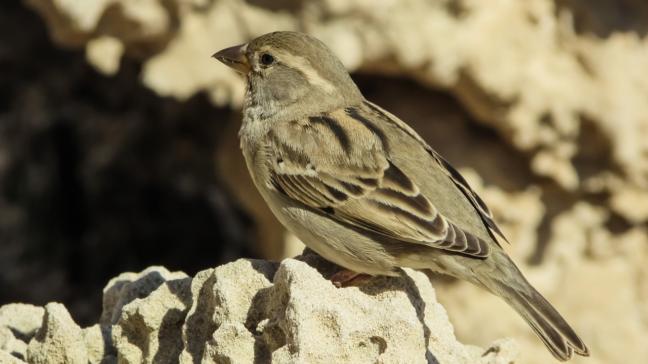 sparrow bird sitting free photo