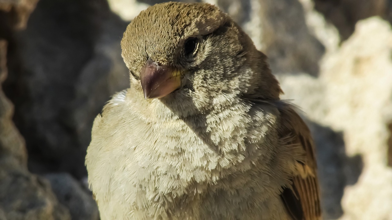 sparrow bird animal free photo