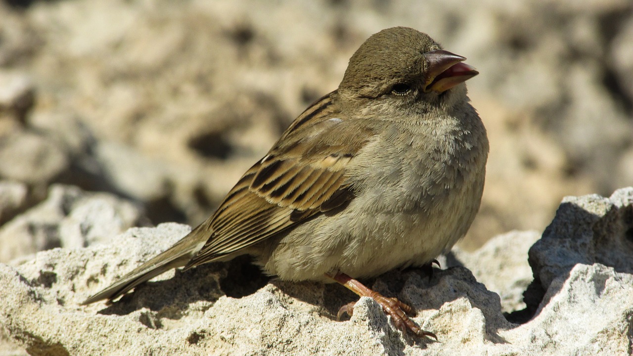 sparrow bird animal free photo