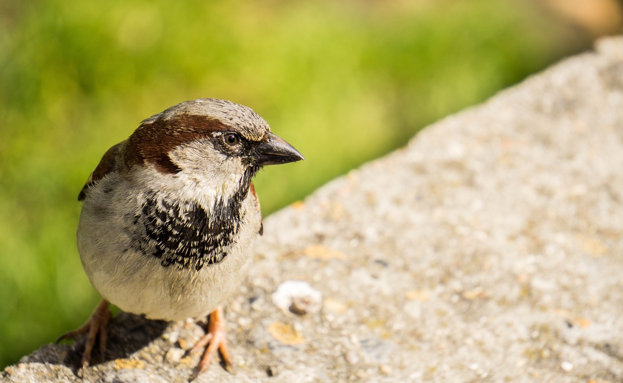 sparrow bird animal free photo