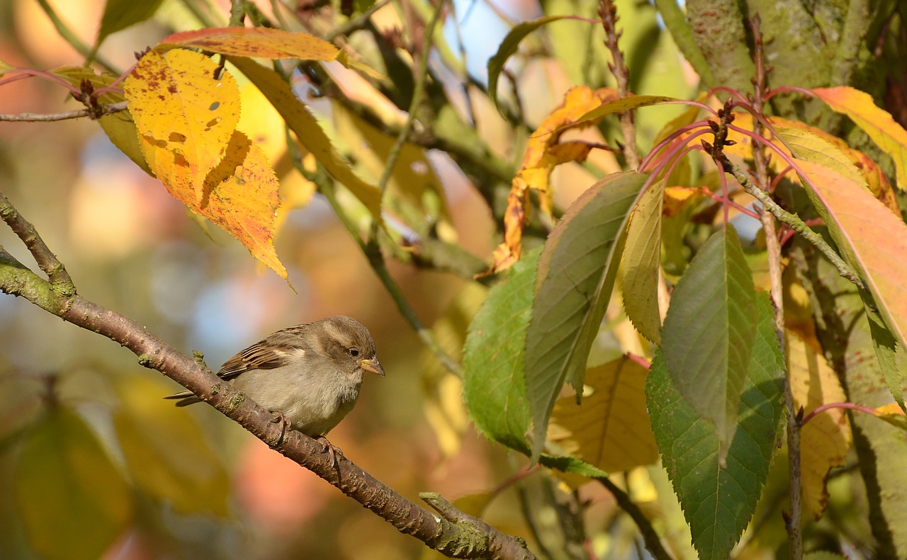 sparrow bird tree free photo