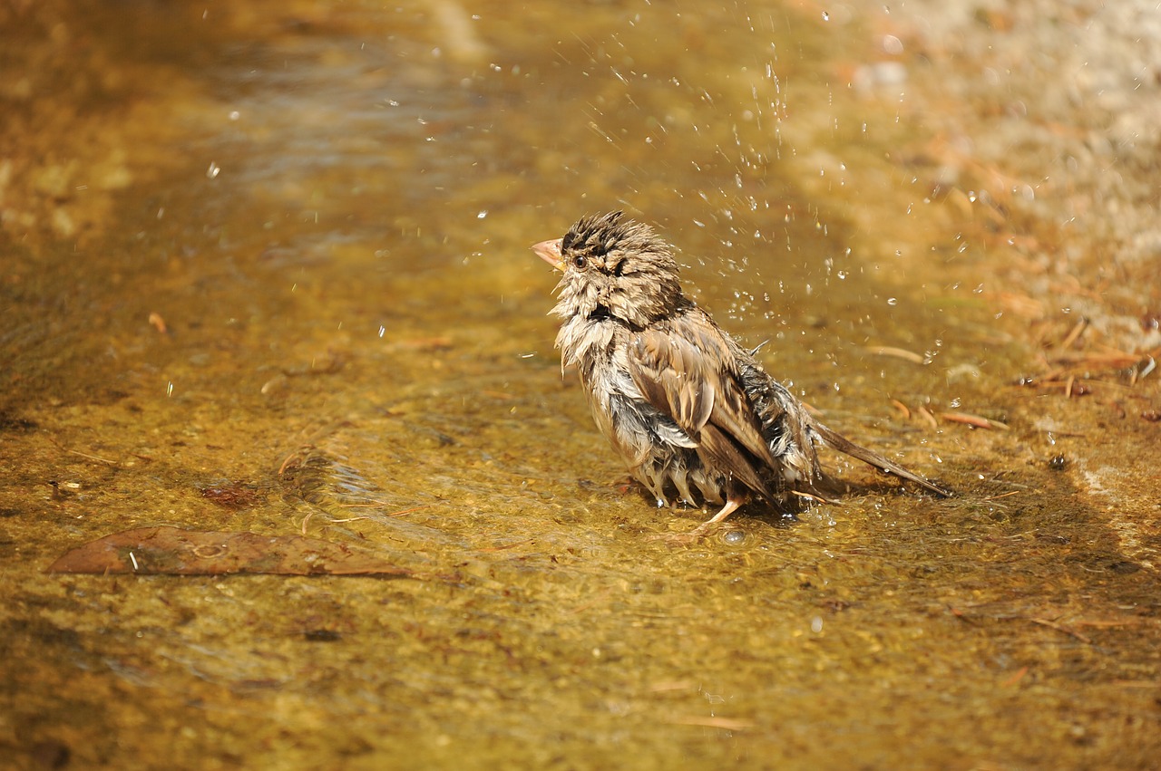 sparrow sperling wet free photo