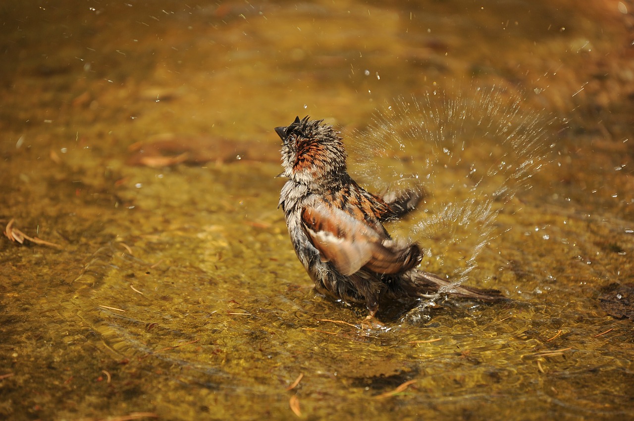 sparrow sperling wet free photo