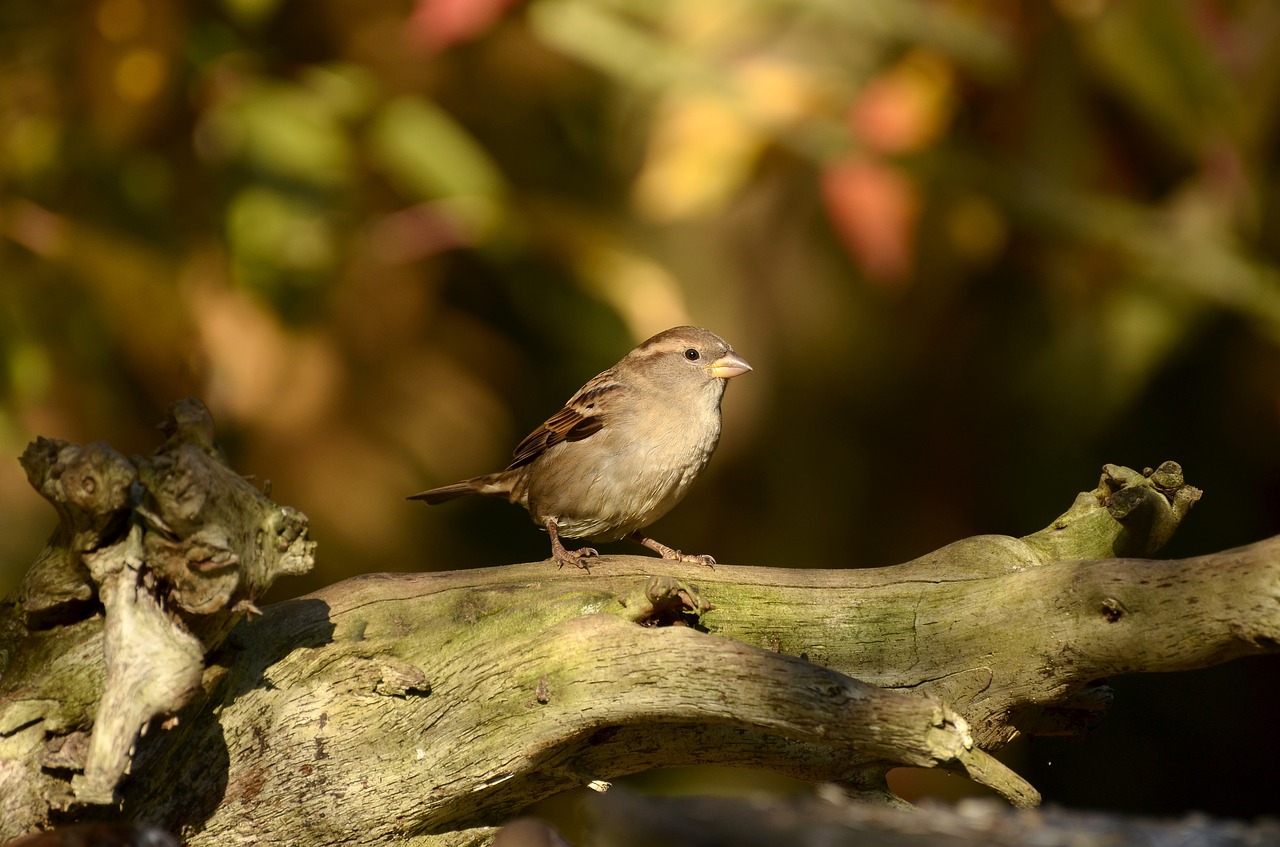 sparrow bird tree free photo