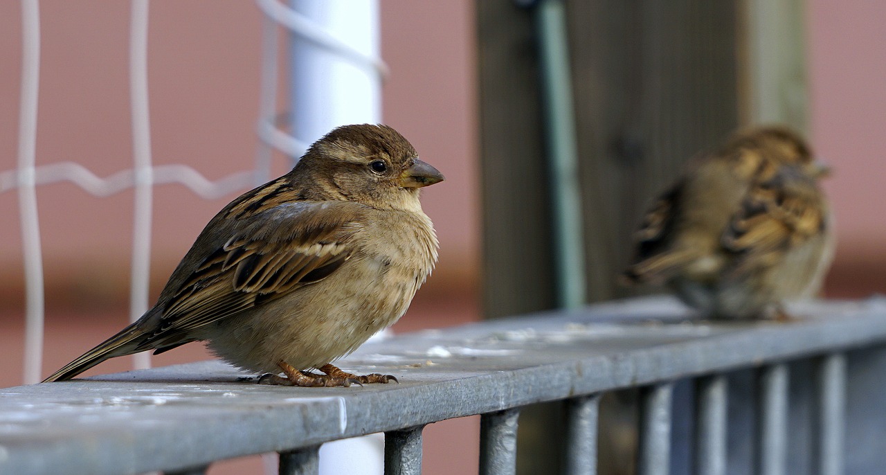 sparrow bird ave free photo