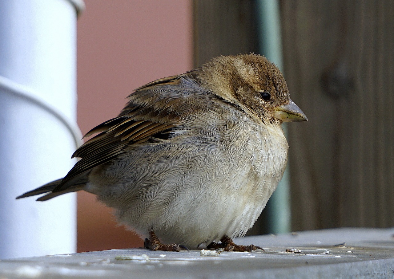 sparrow bird ave free photo
