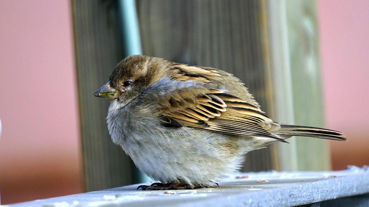 sparrow bird animal free photo