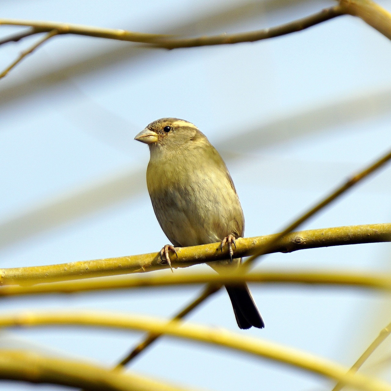 sparrow bird ave free photo