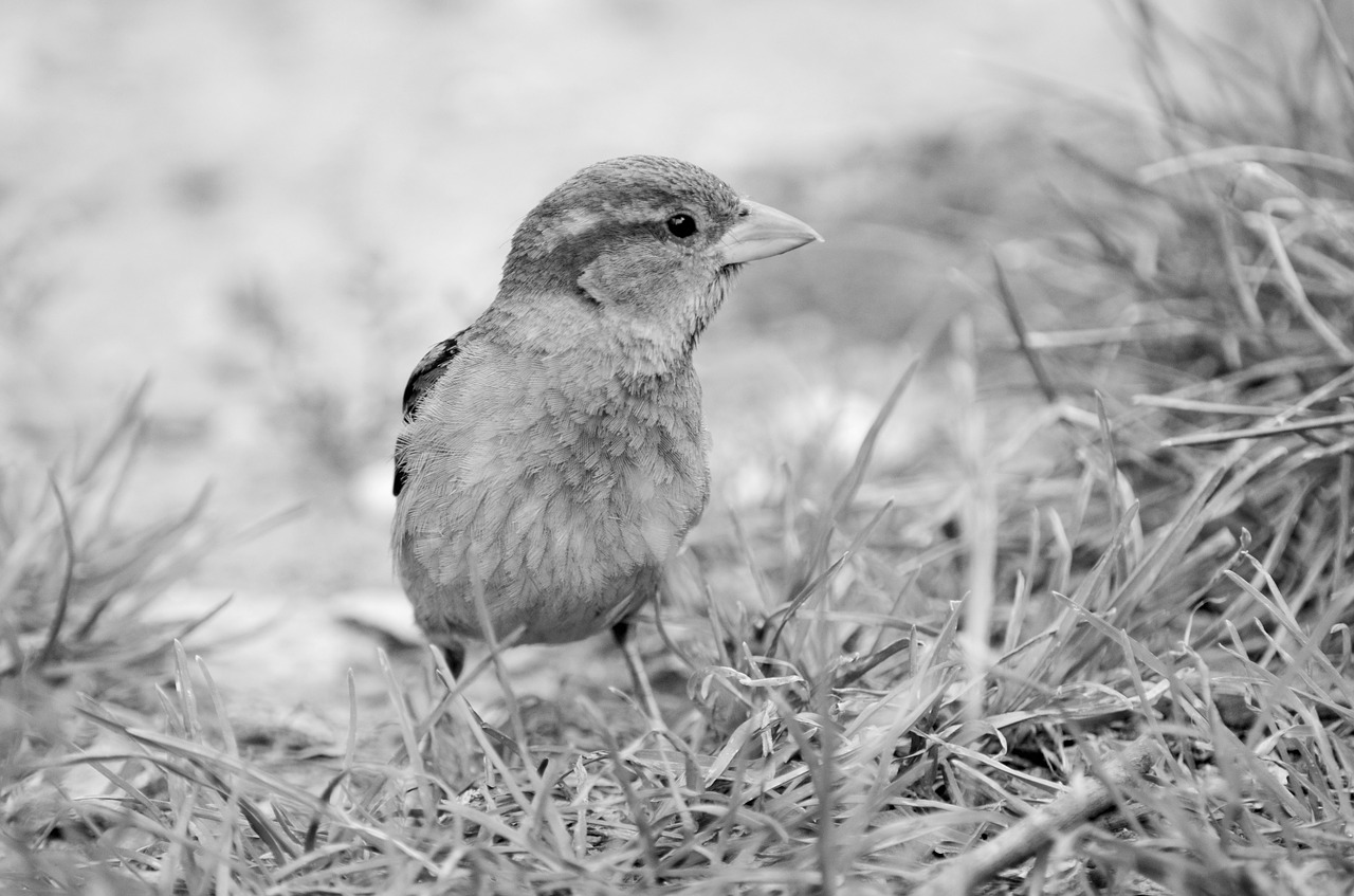 sparrow central park new york free photo