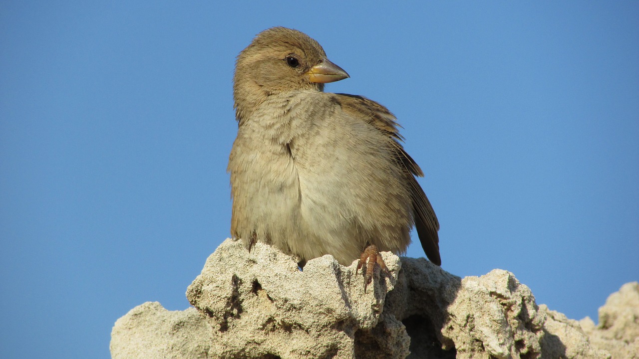 sparrow bird animal free photo