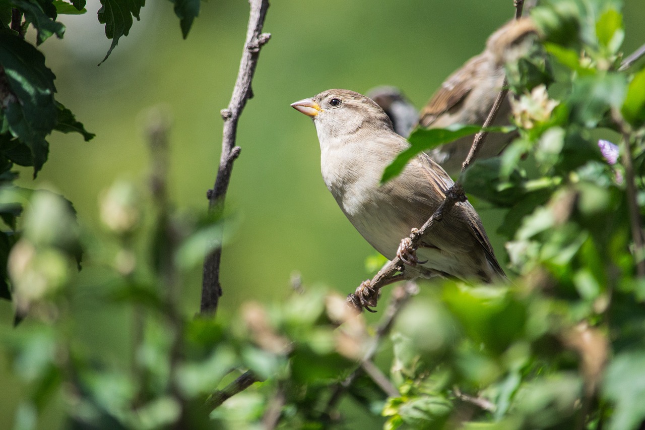 sparrow bird birds free photo