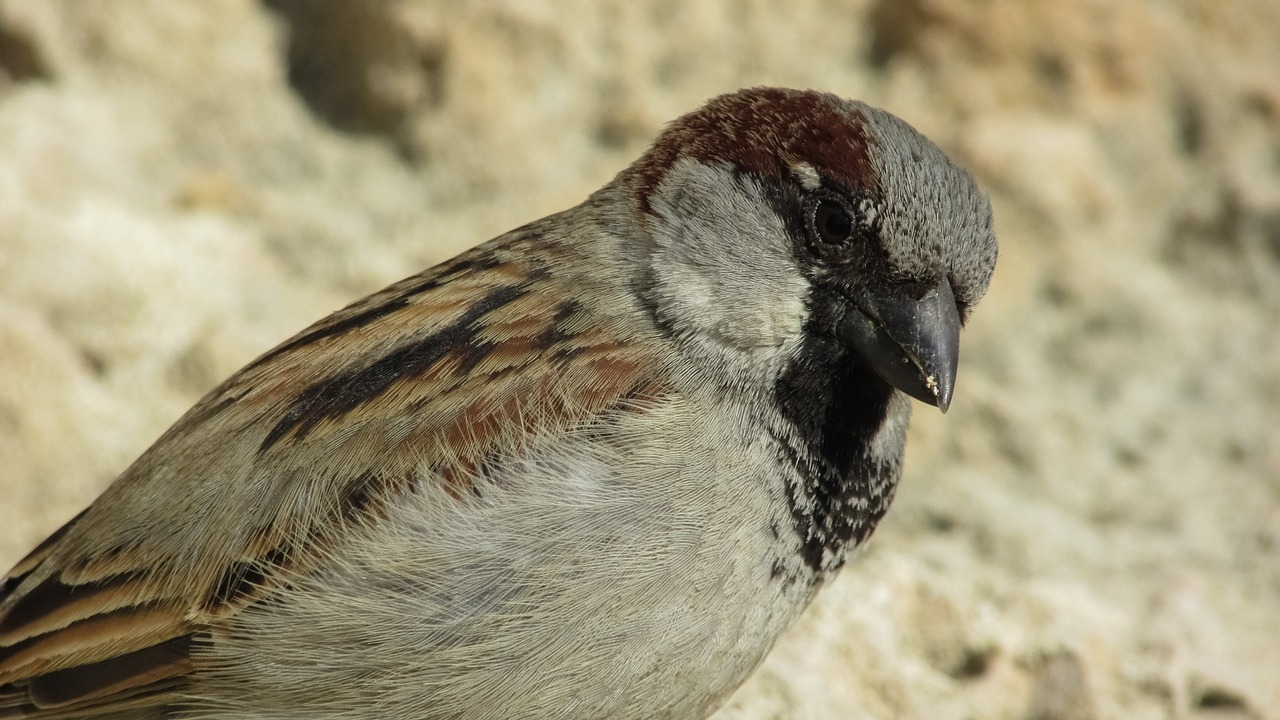 sparrow bird animal free photo