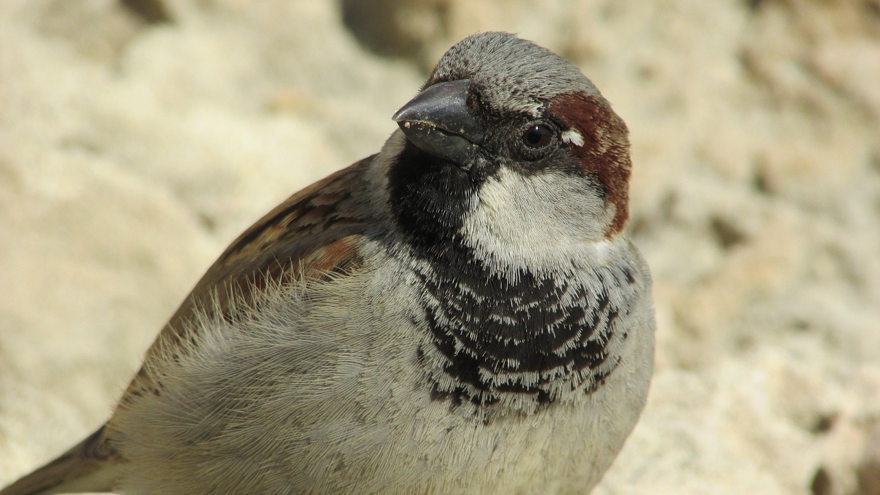 sparrow bird animal free photo