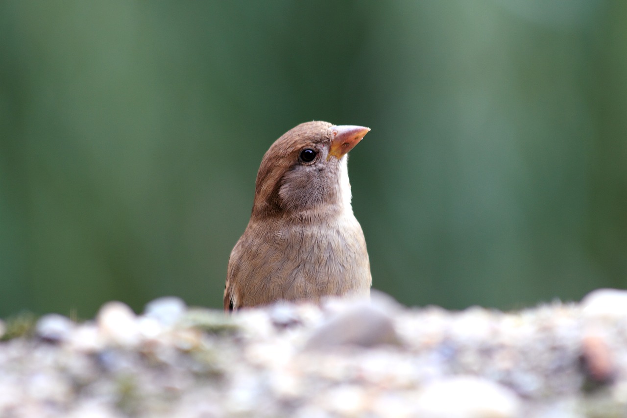 sparrow bird nature free photo