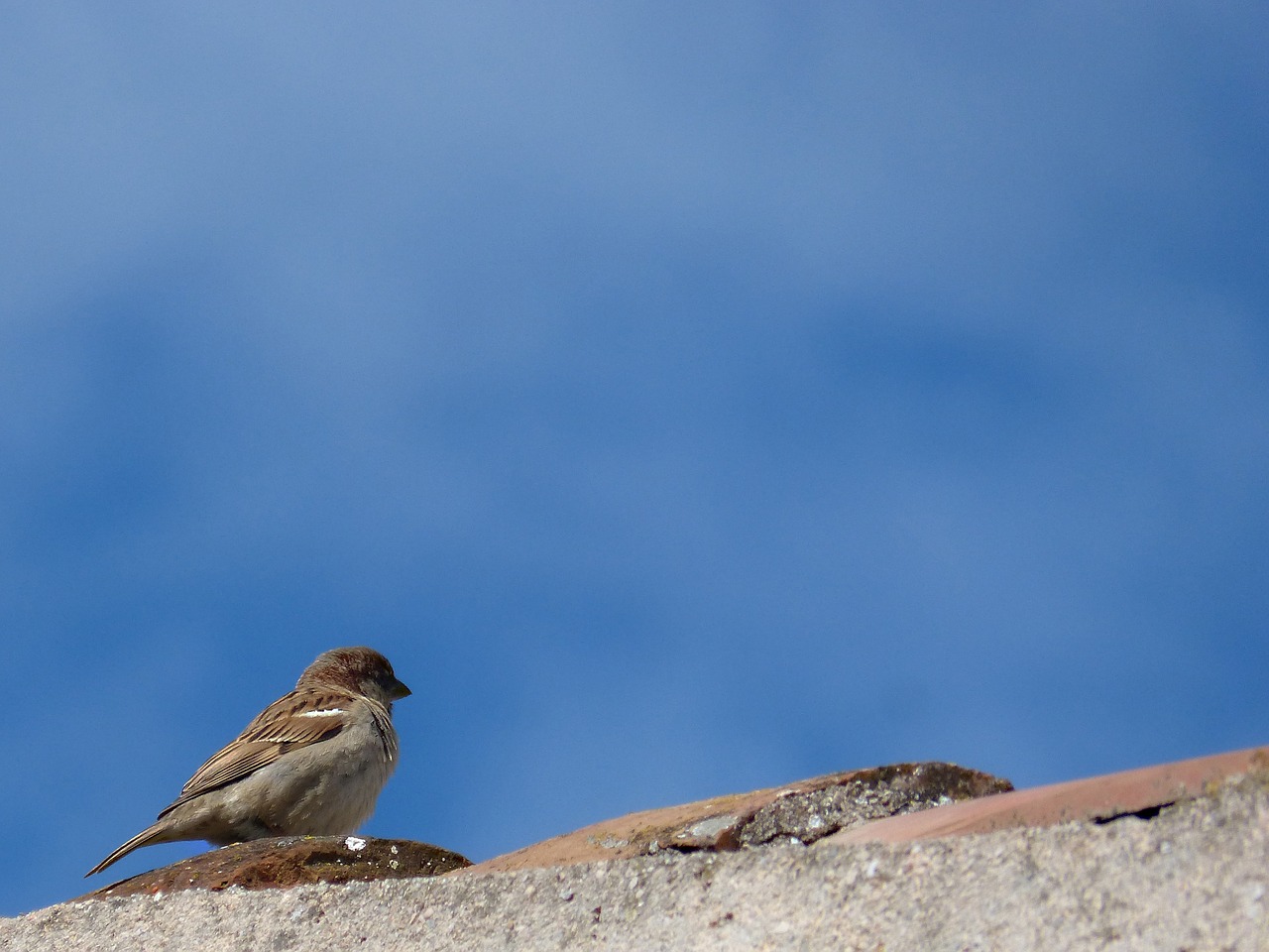 sparrow roof sky free photo