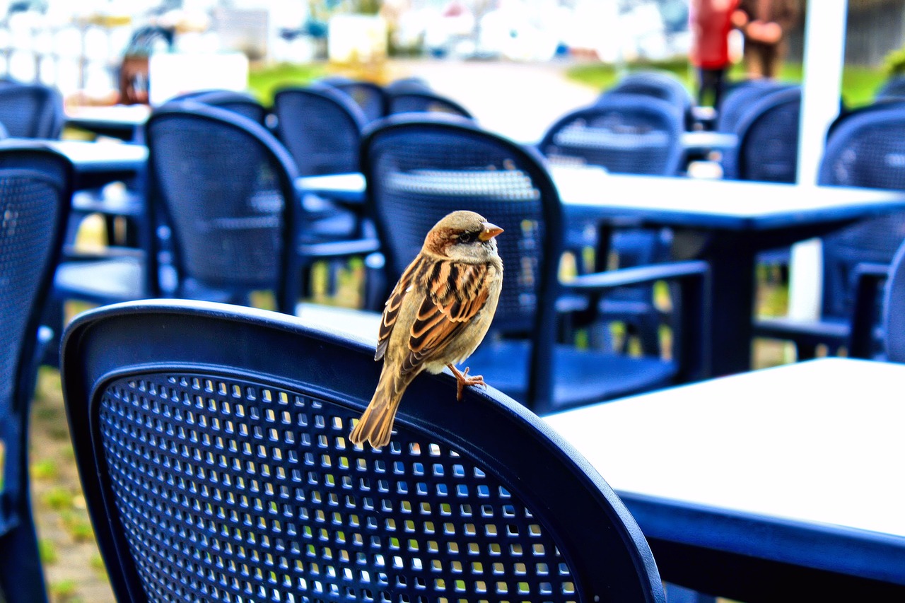 sparrow bird animal free photo