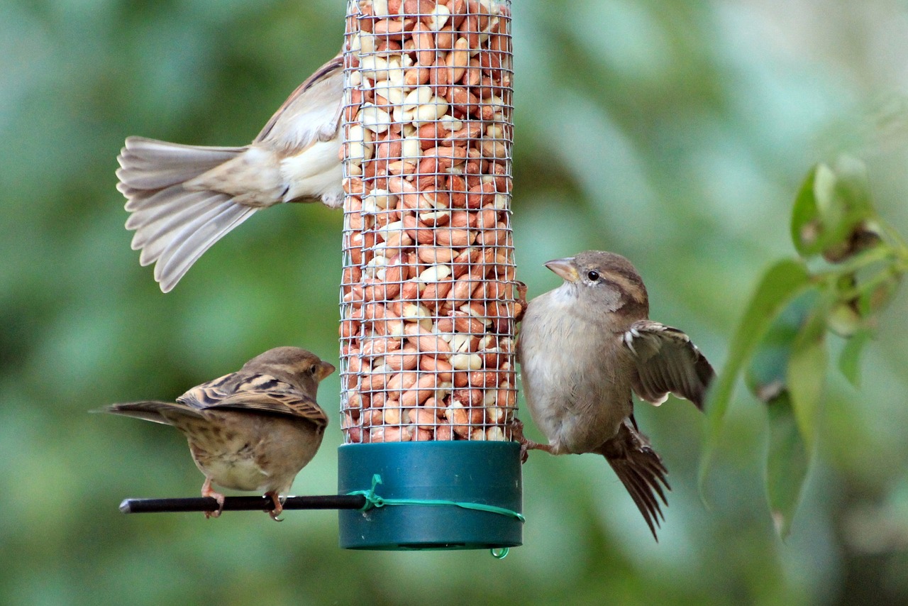 sparrow sparrows sperling free photo