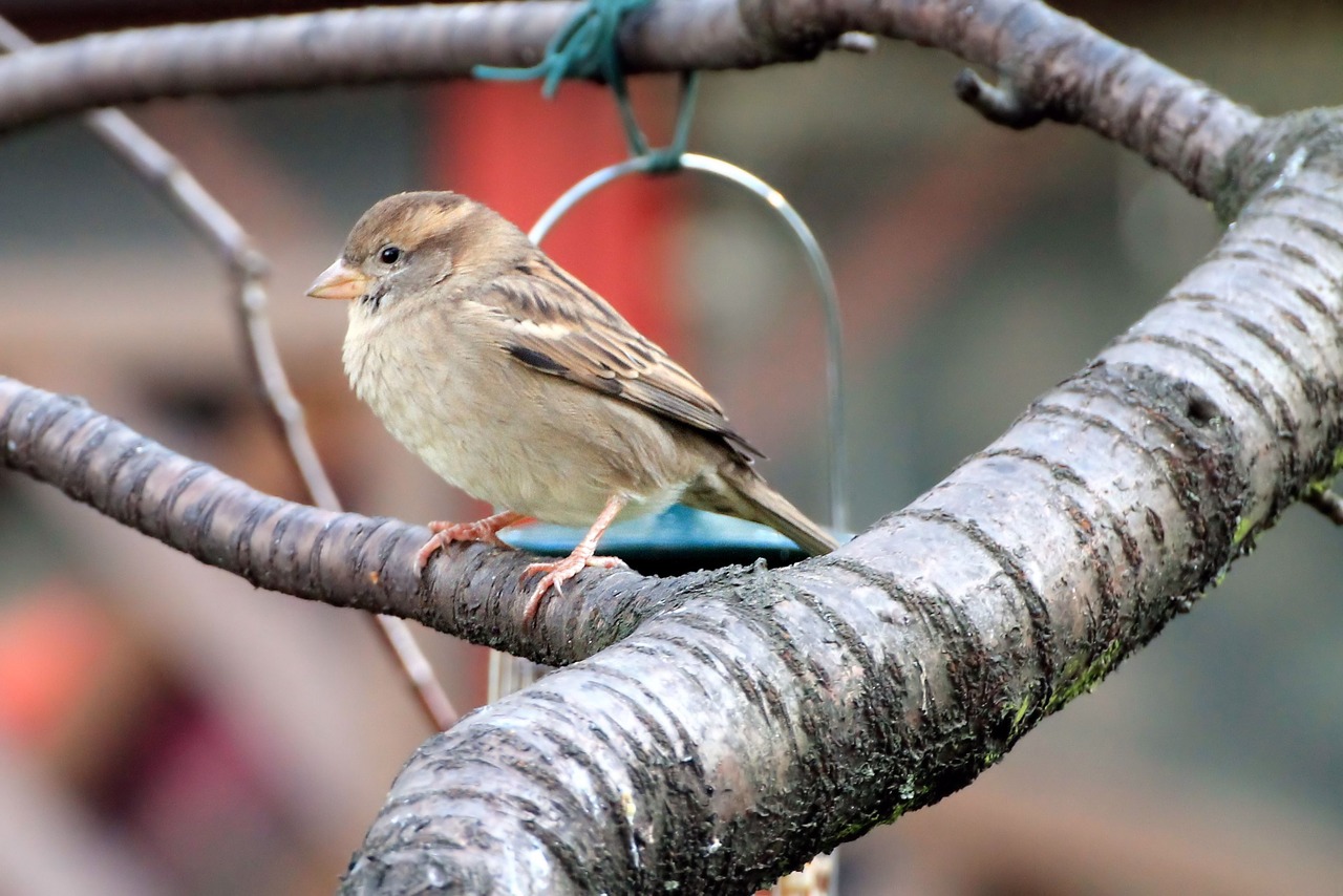 sparrow nature songbird free photo