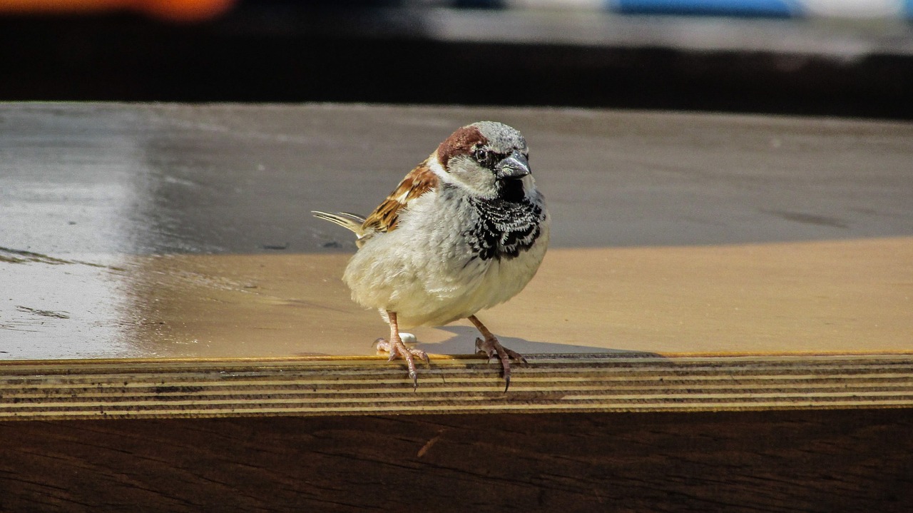 sparrow visitor looking free photo