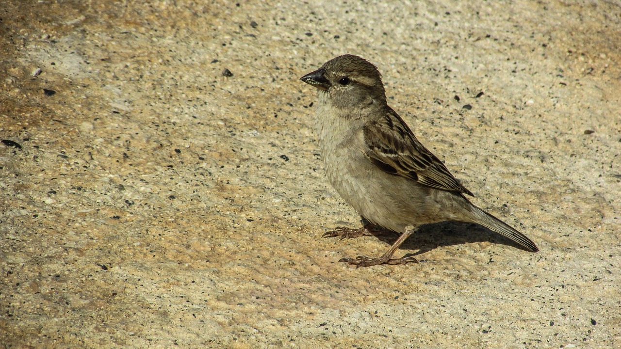 sparrow young cute free photo