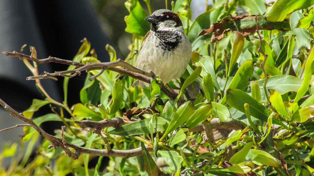 sparrow tree bird free photo