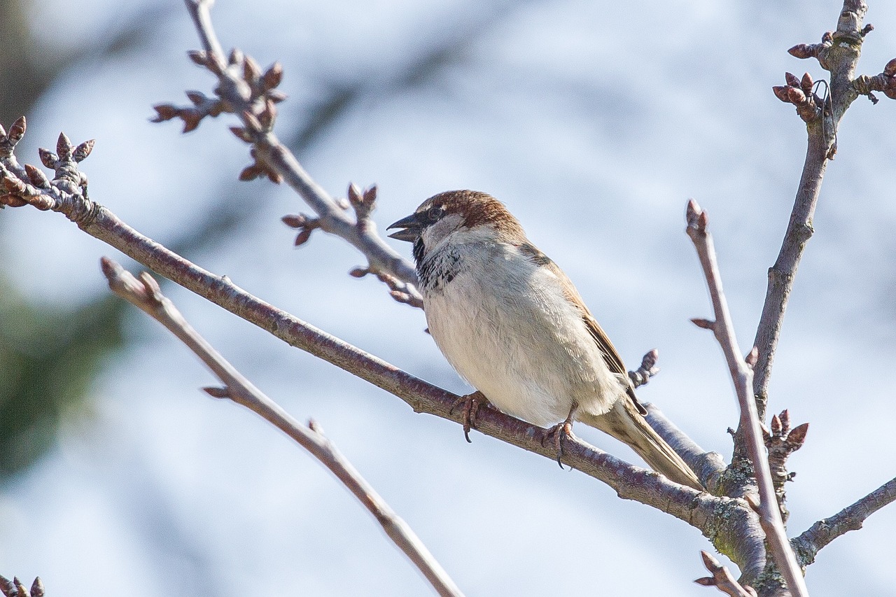 sparrow bird sperling free photo