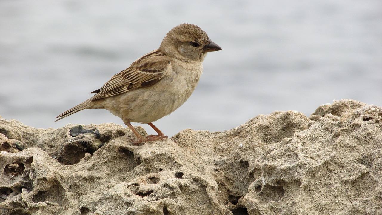 sparrow young cute free photo