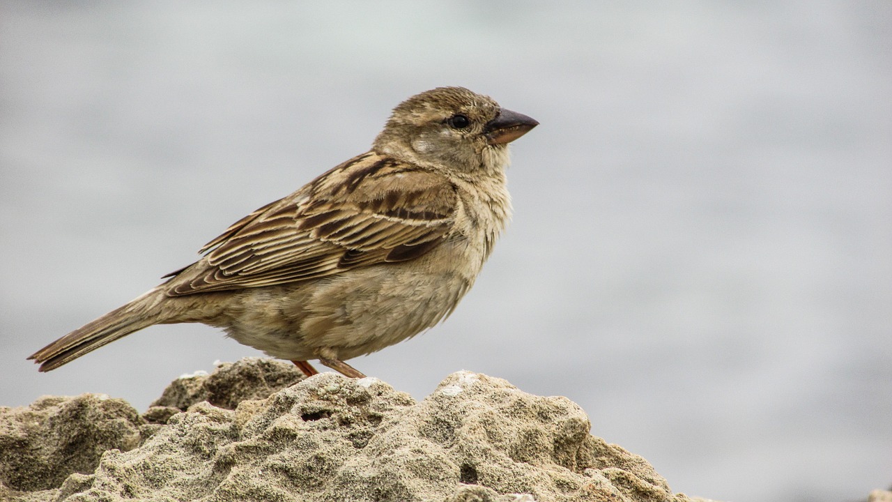 sparrow young cute free photo