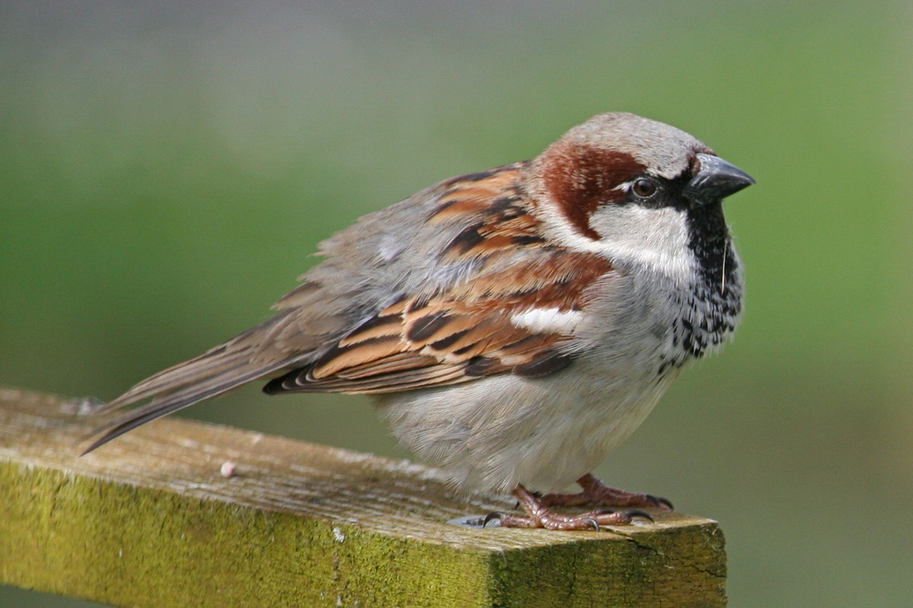 sparrow sperling bird free photo