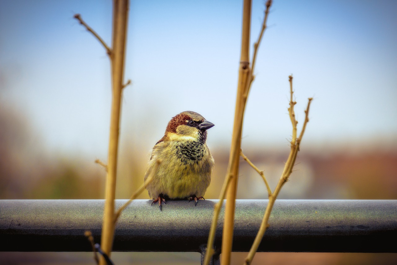 sparrow bird close free photo