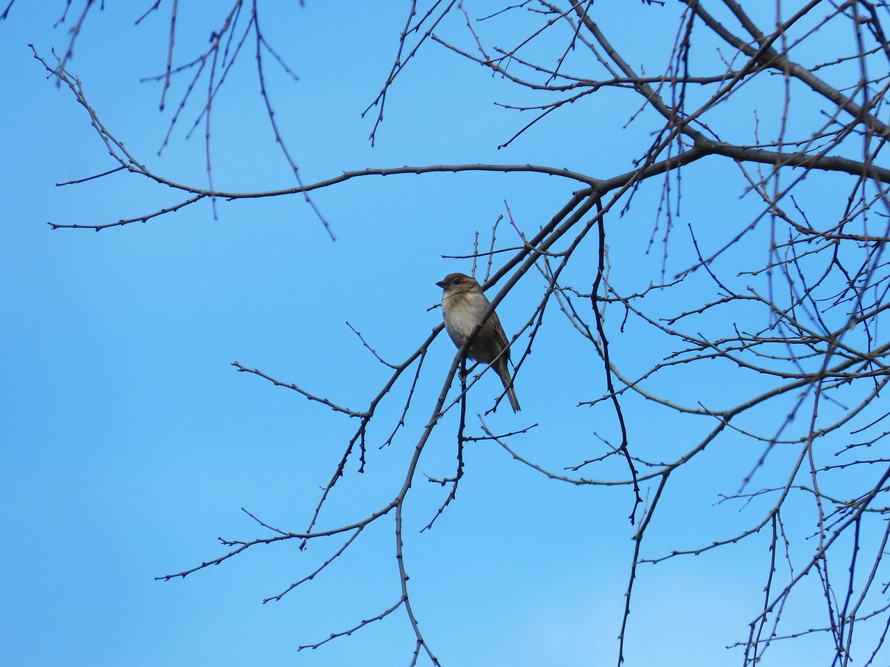 sparrow branches sky free photo