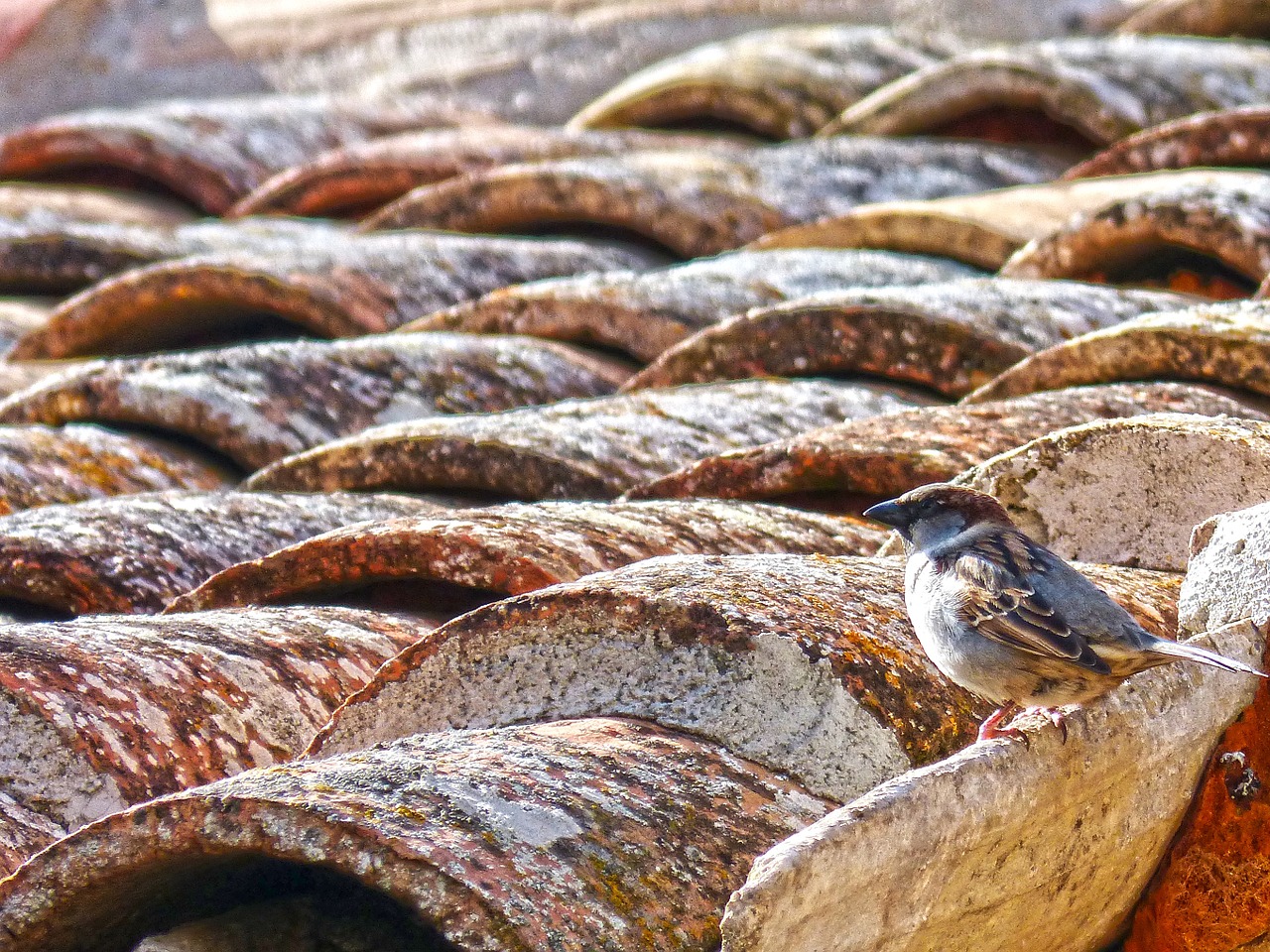 sparrow roof texas free photo