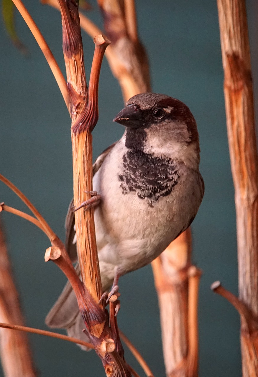 sparrow birds fauna free photo