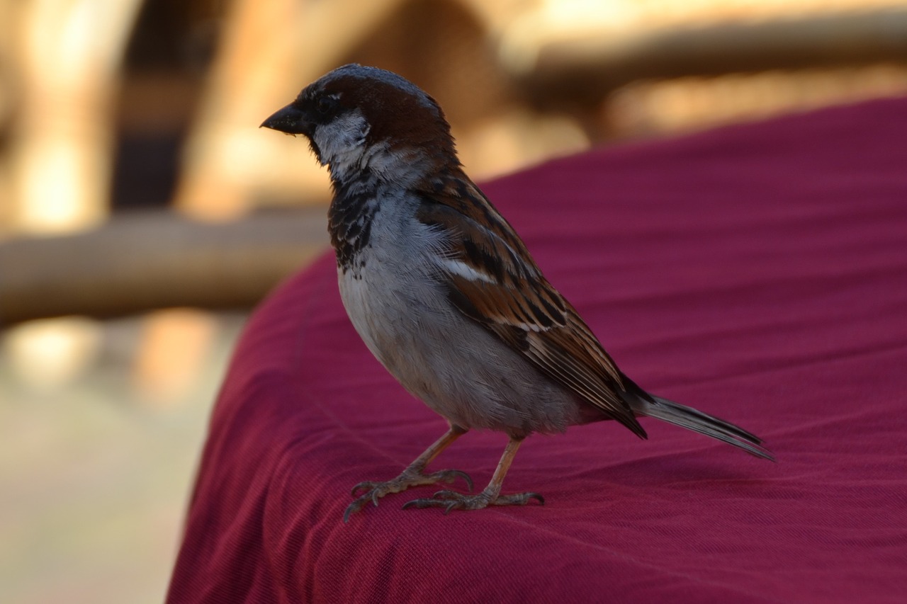 sparrow bird animal free photo