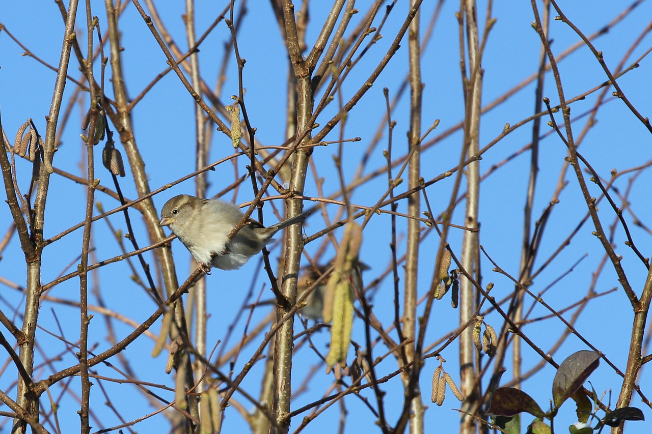 sparrow bird branches free photo