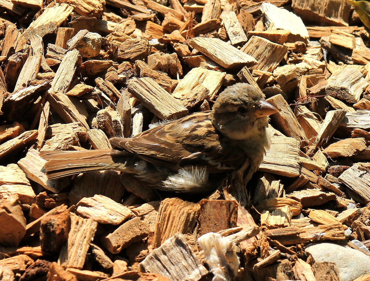 sparrow bird young free photo