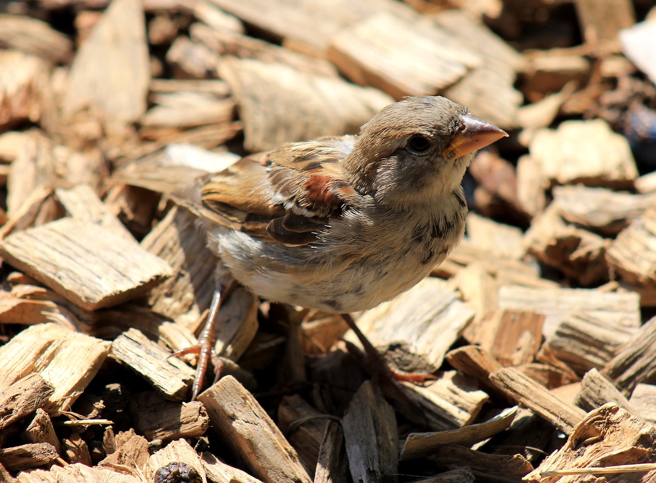 sparrow bird animal free photo