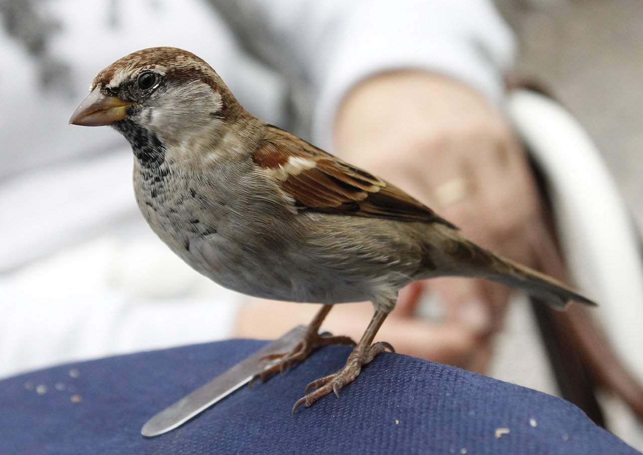 sparrow bird animal free photo