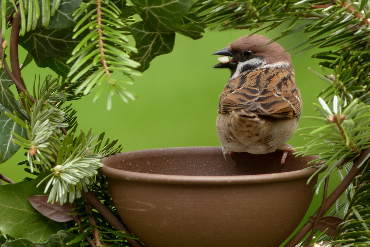 sparrow passer domesticus bird free photo