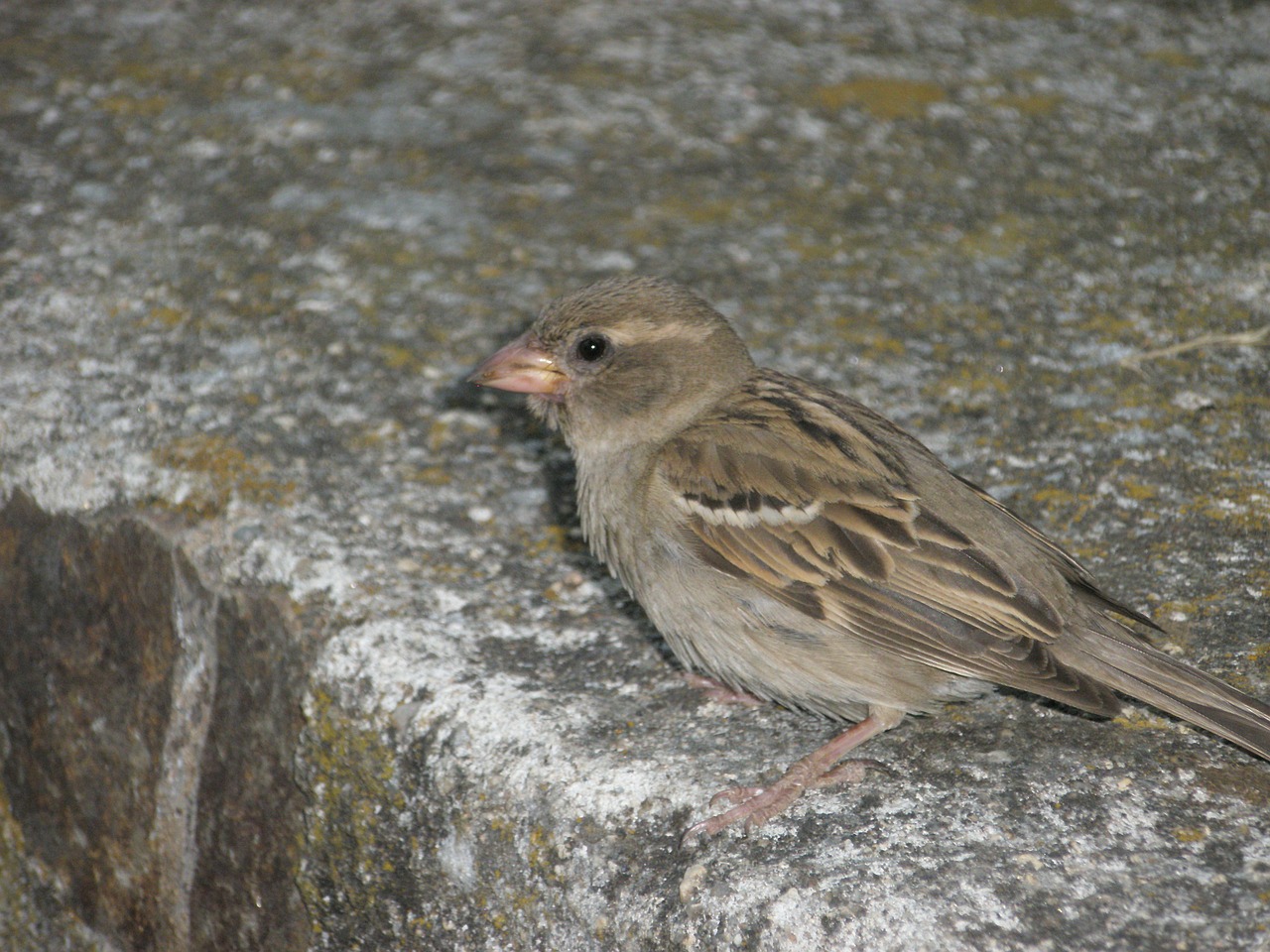 sparrow birds female free photo