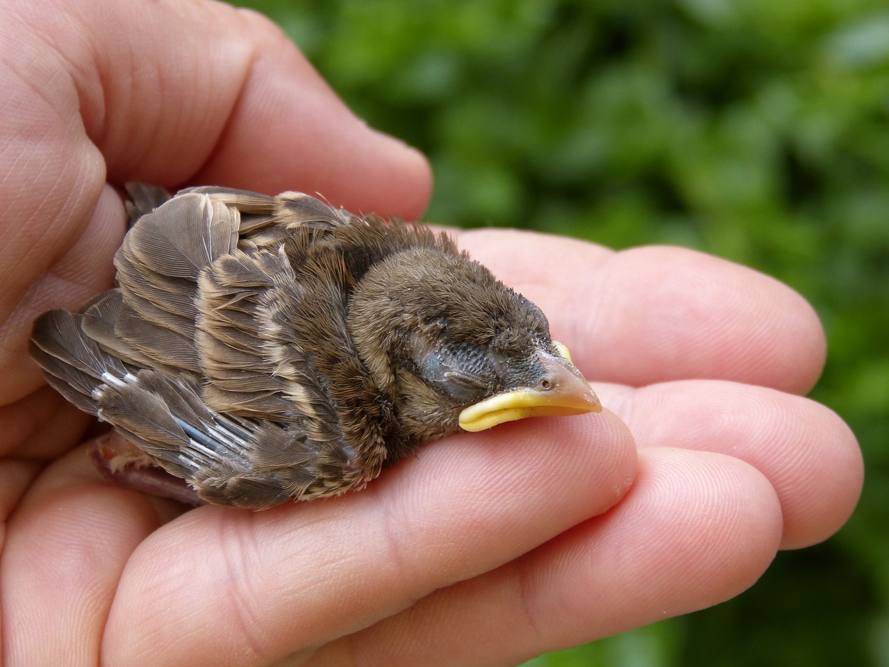 sparrow chick breeding free photo