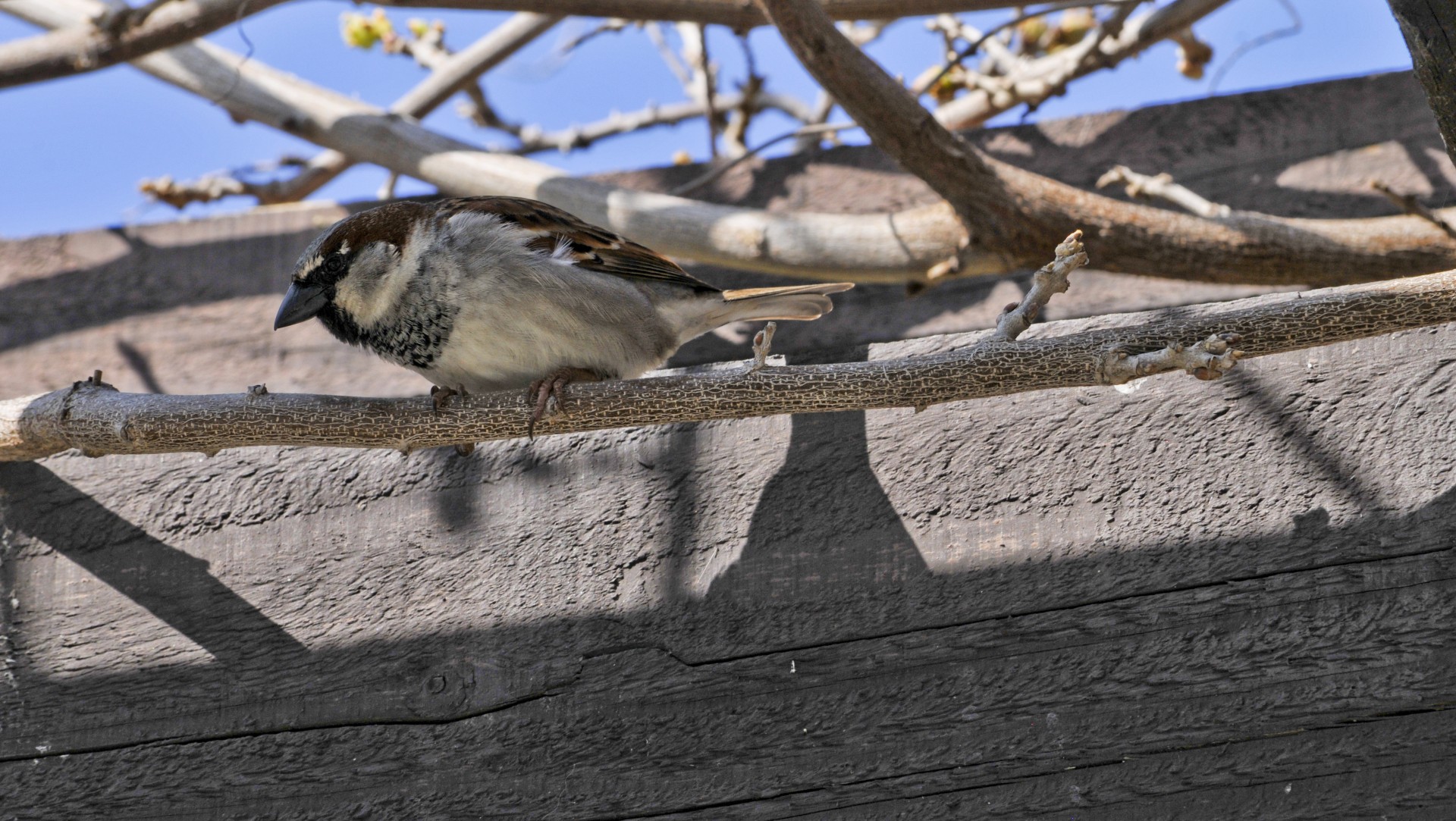 sparrow bird feathers free photo